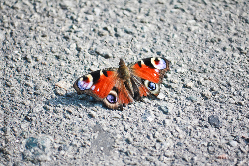 Colorful butterfly on the asphalt road