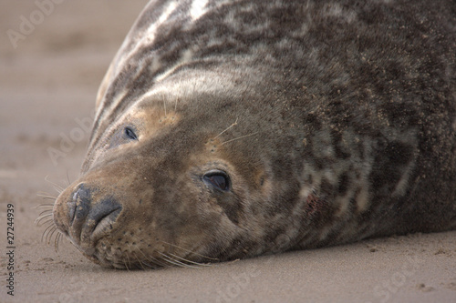 dozing grey seal on the beach