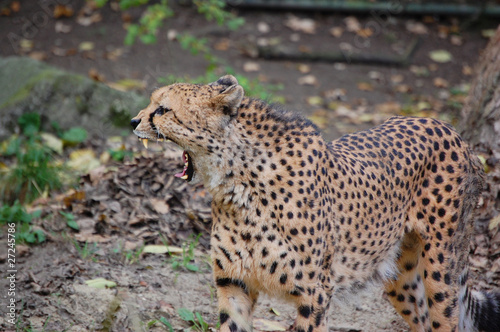 Canvas Print Cheetah yawning really wide
