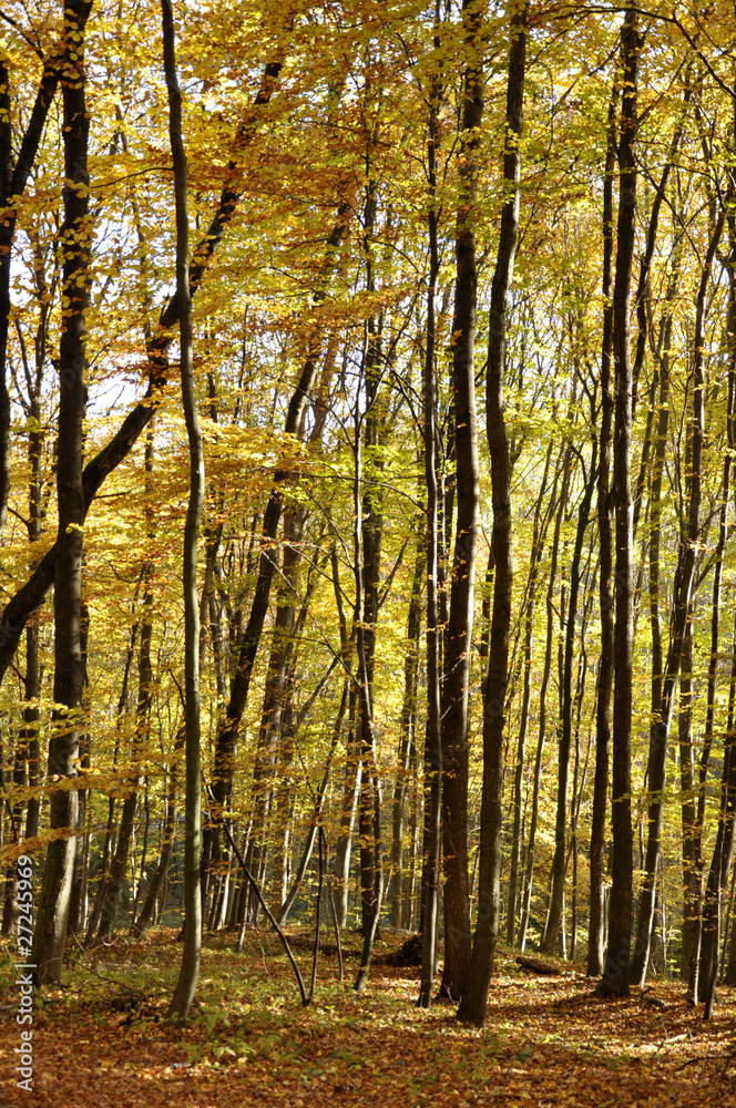 herbstwald herbstwald