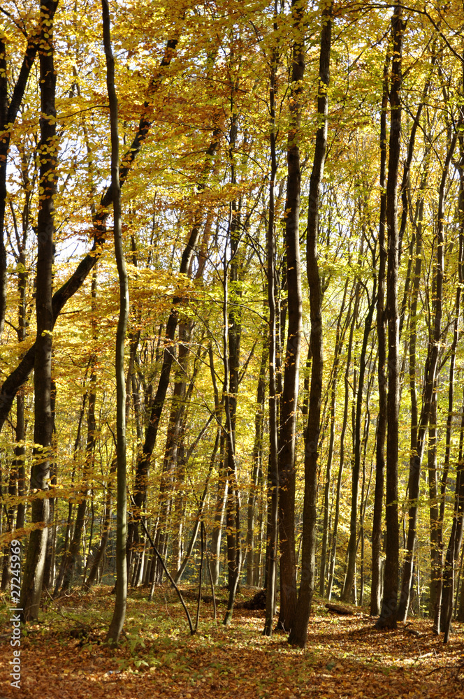 herbstwald