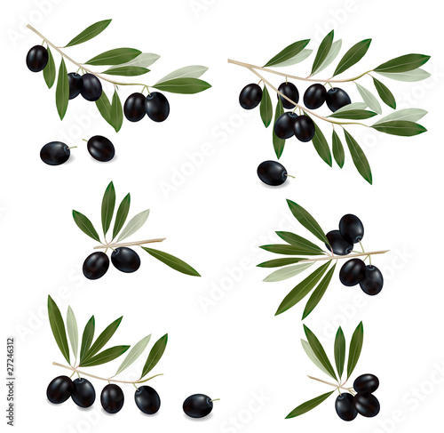 Black olive branch. Photo-realistic vector.