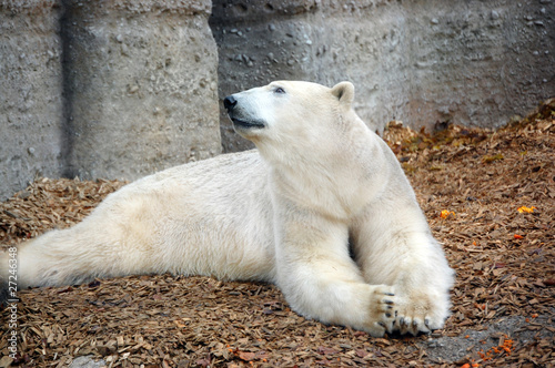 Polar bear laying