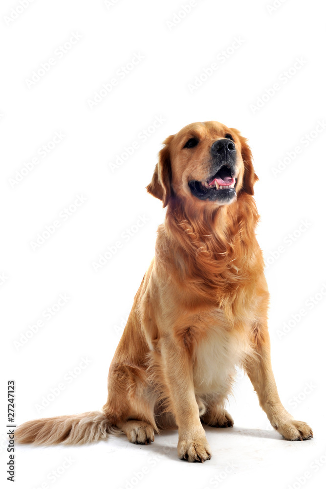 golden retriever