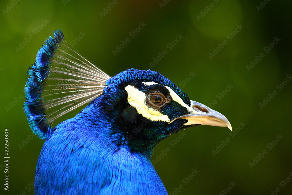 Pavo real Pavo real