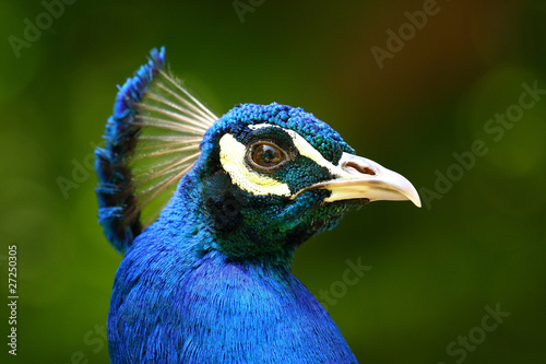Pavo