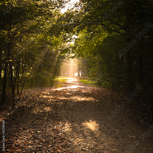 Fototapeta Naklejka Na Ścianę i Meble -  Path in fall with lightrays and fallen leaves