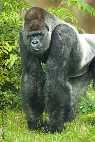 Portrait of silverback gorilla photo