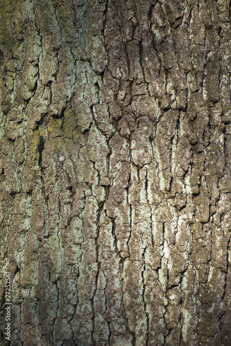 Tekstura kory drzewa w lesie
