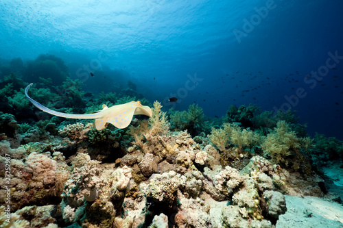Bluespotted stingray and coral in the Red Sea.
