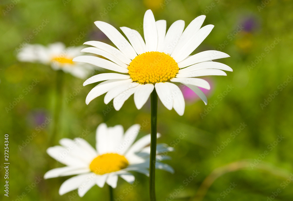 Obraz premium camomile on green grass background