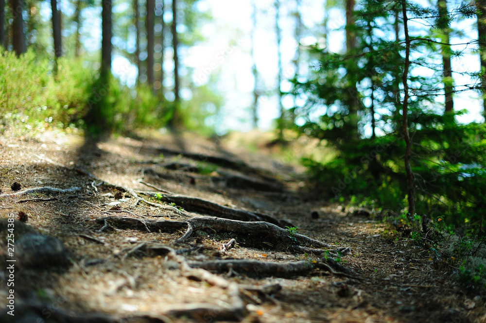 Fototapeta premium Green sunny forest