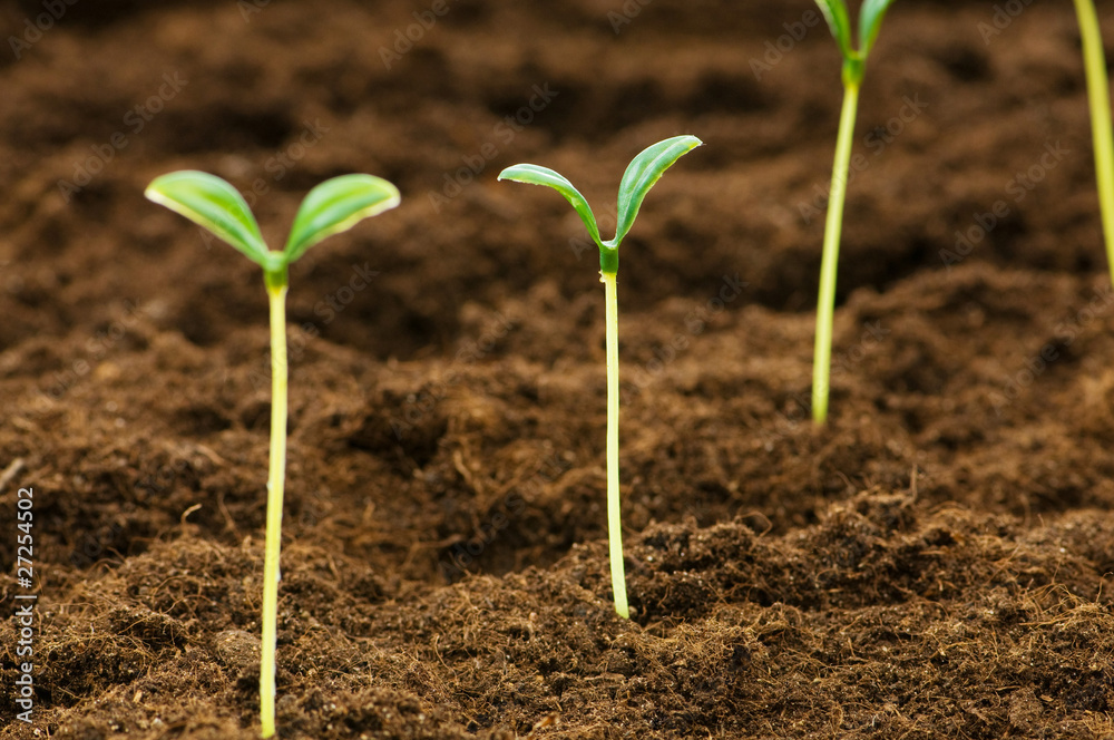 Green seedling illustrating concept of new life