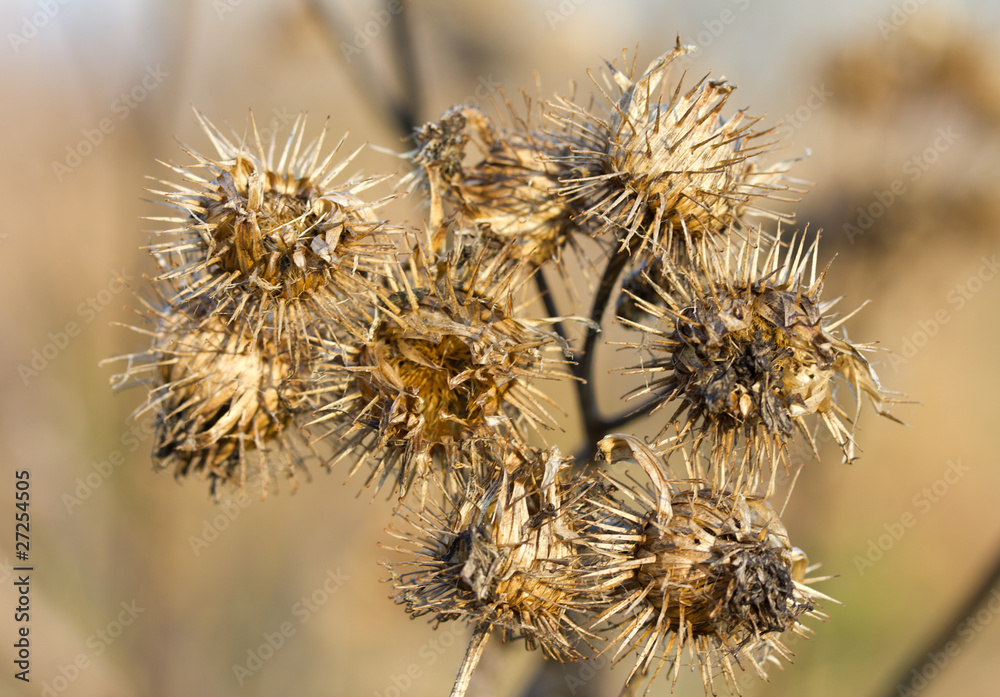 dry burdock bush dry burdock bush