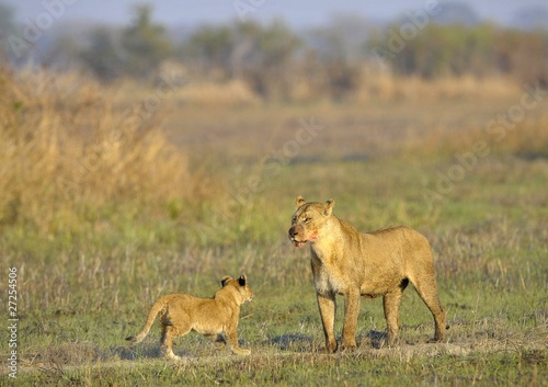 Lioness after hunting with cub.