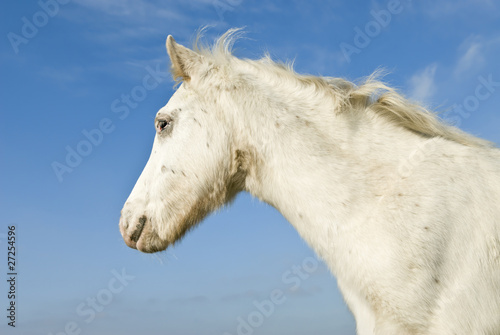 A beautiful white foal against a blue sky