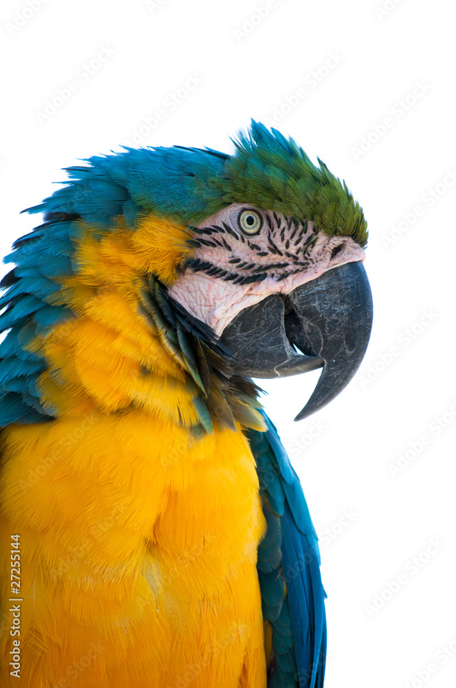 Gold and blue macaw isolated
