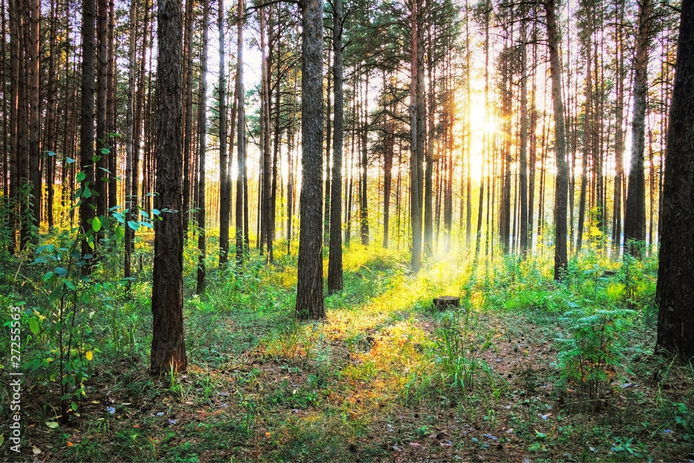 Obraz premium sunset