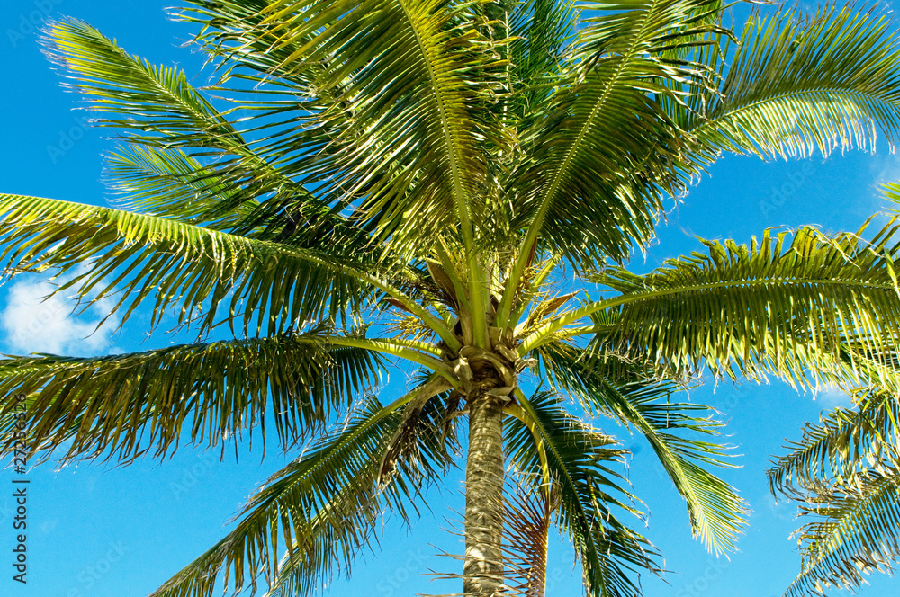 Palms trees on the beach during bright day