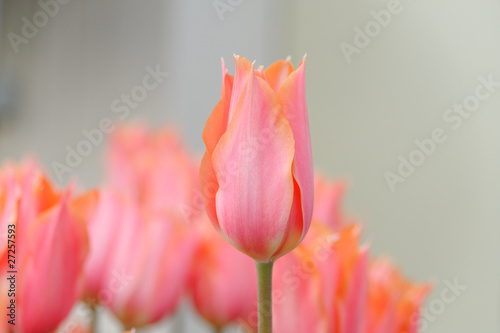 Beautiful Pink Tulip Bunch