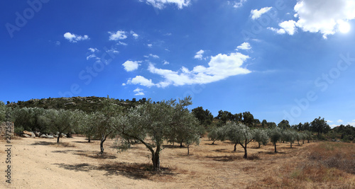 panorama d'une oliveraie au soleil du sud photo
