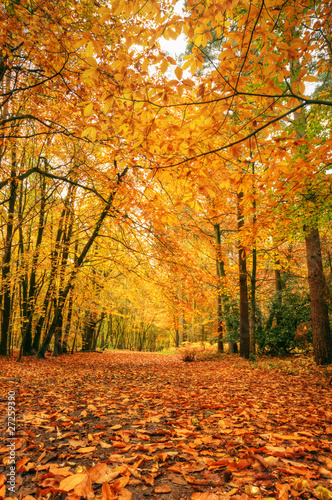 Beautiful Autumn Fall fores...