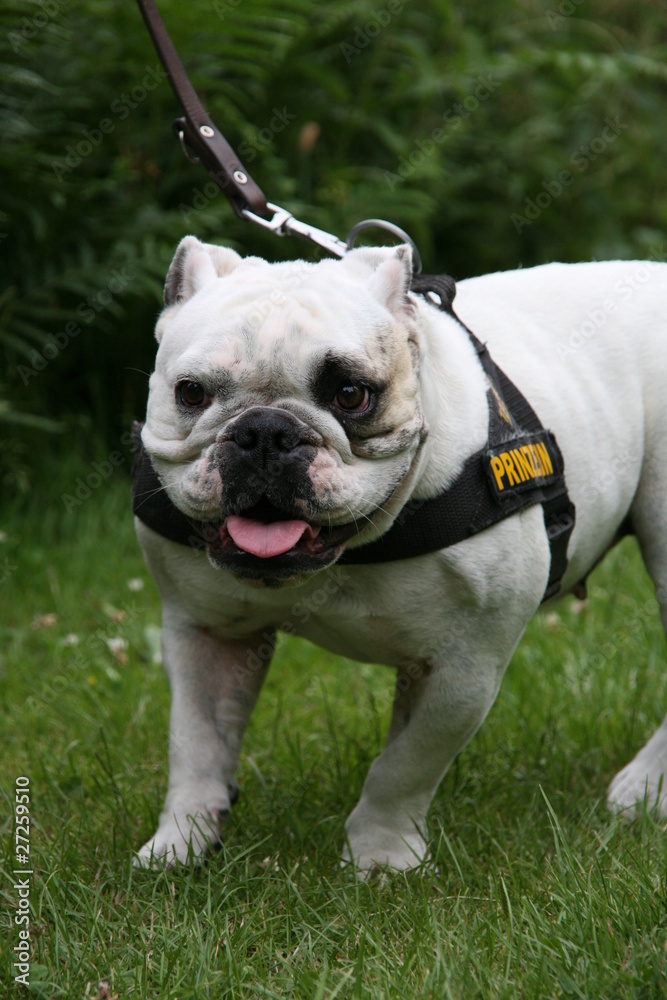 Englische Bulldogge