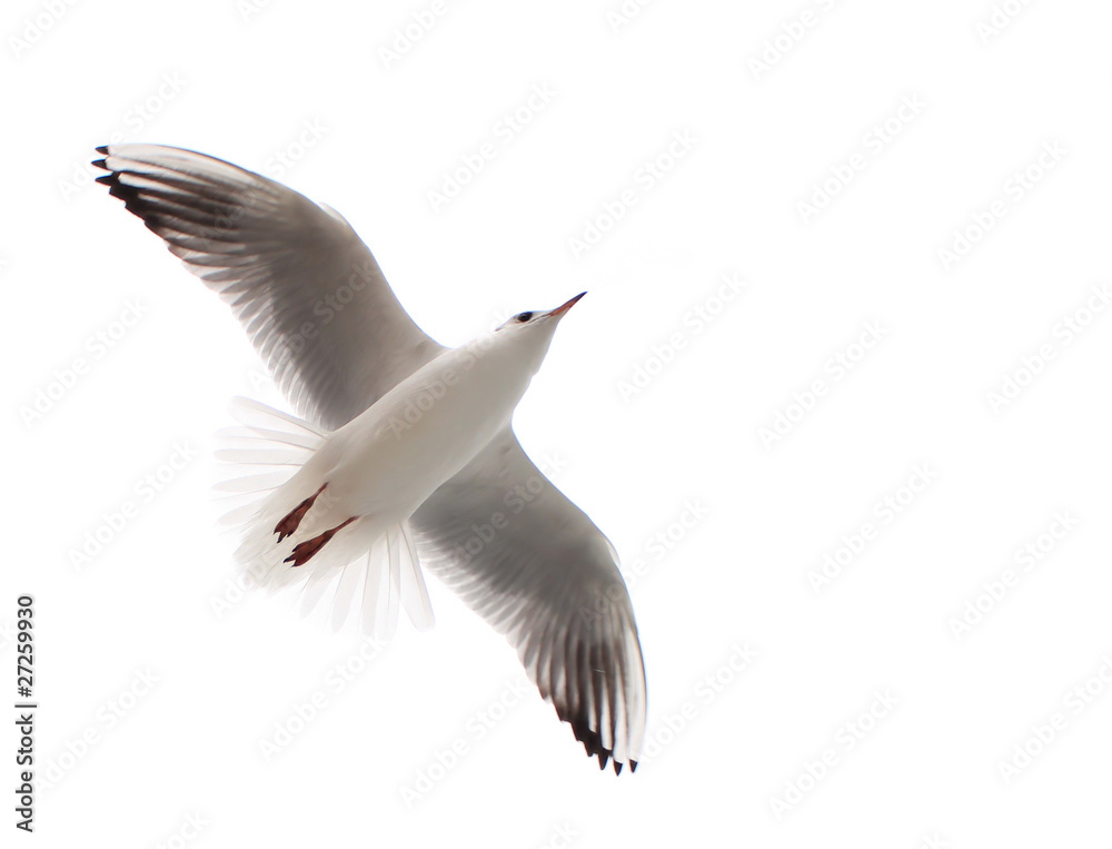 Fototapeta premium Flying One seagull isolated on the white background.