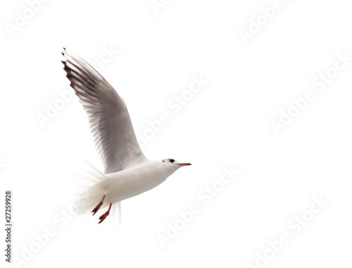 Flying One seagull isolated on the white background.