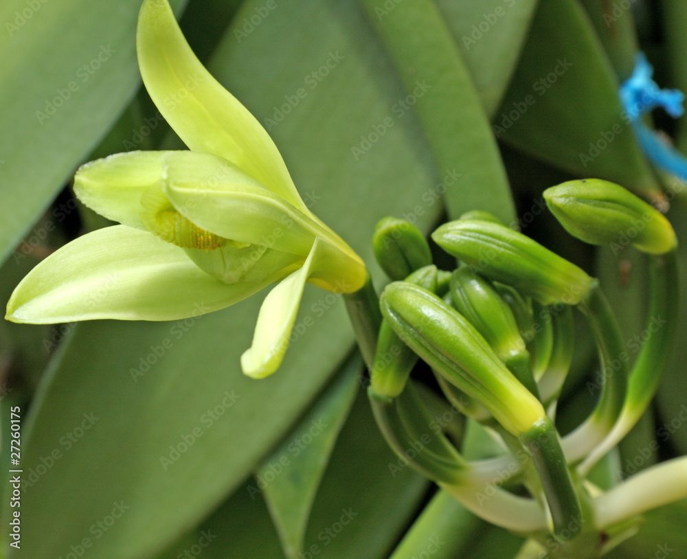 Obraz premium fleur de vanille