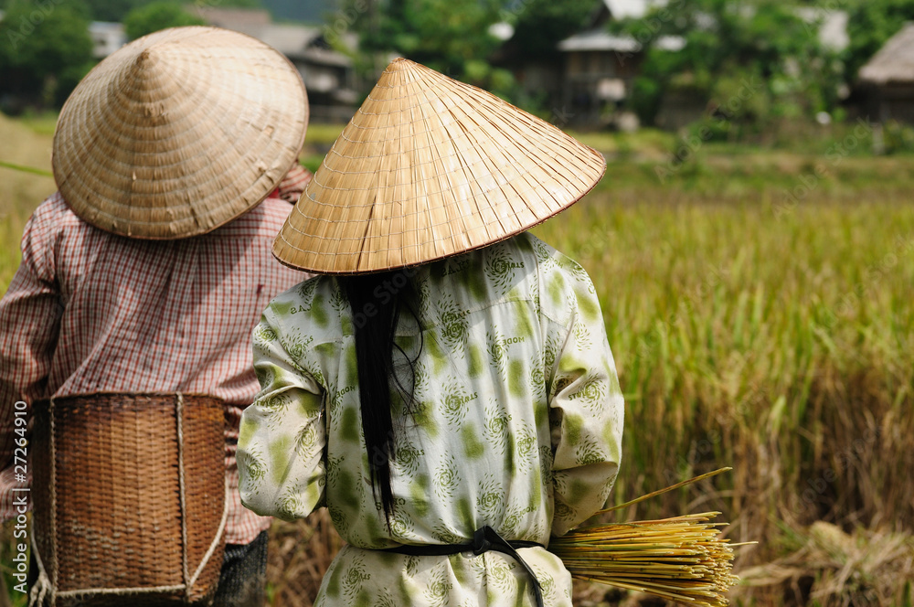 VIetnam - rural scene, rice harvesting