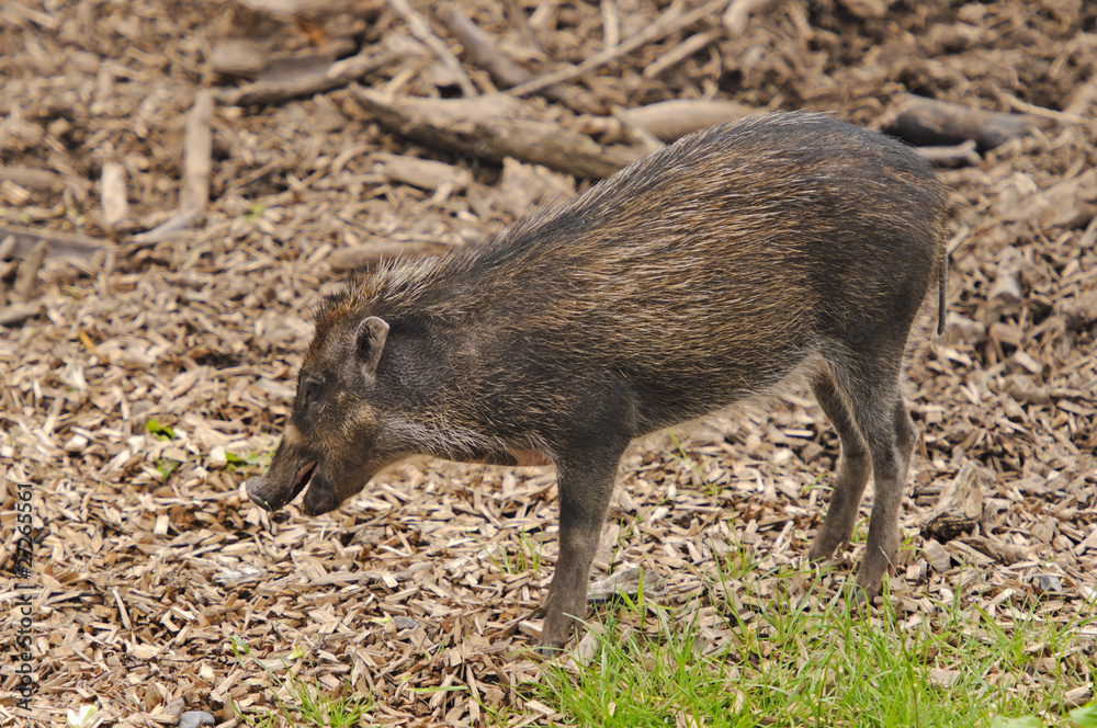 Visayan Warty Pig Visayan Warty Pig