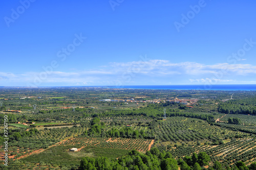 Fototapeta Naklejka Na Ścianę i Meble -  olive groves in Costa Daurada, Spain