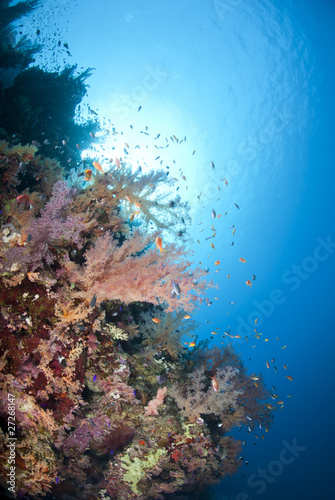 Fototapeta Naklejka Na Ścianę i Meble -  Vibrant and colourful underwater tropical coral reef scene.
