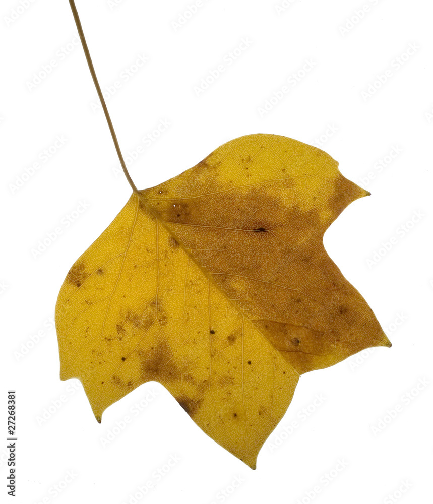 Naklejka premium Browning autumn leaf