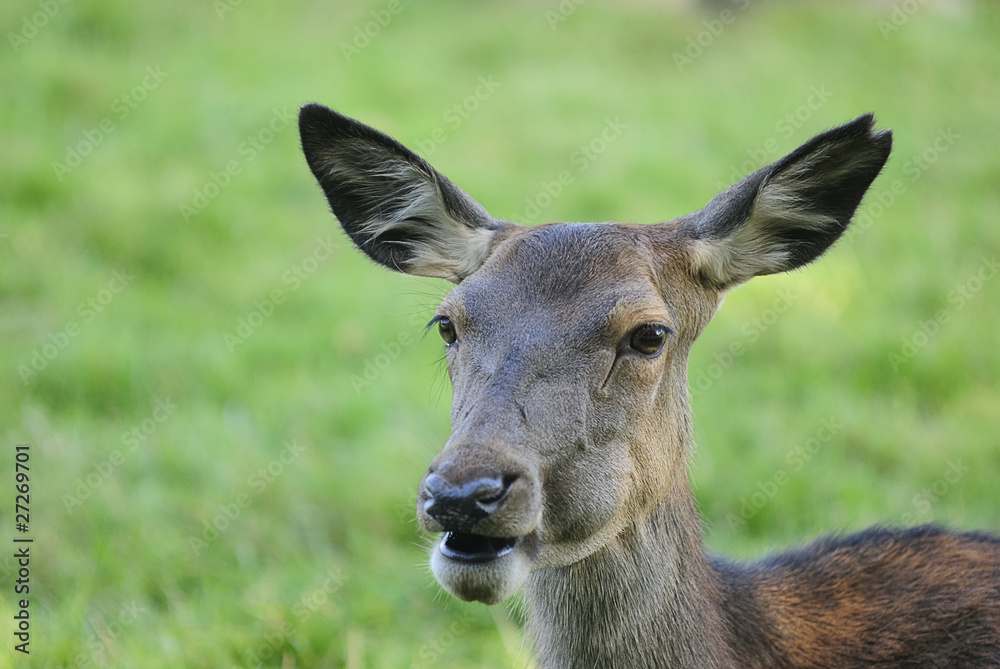 Fototapeta premium hirschkuh