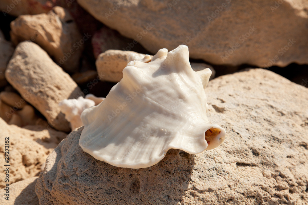 Conch Shell Conch Shell