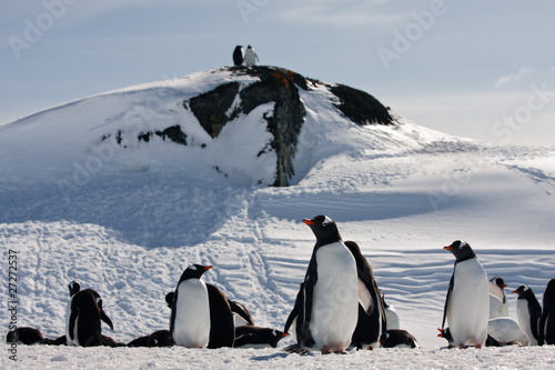 a large group of penguins