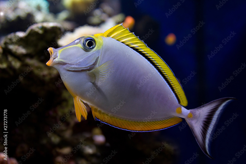 The beautiful fish surgeon in an aquarium