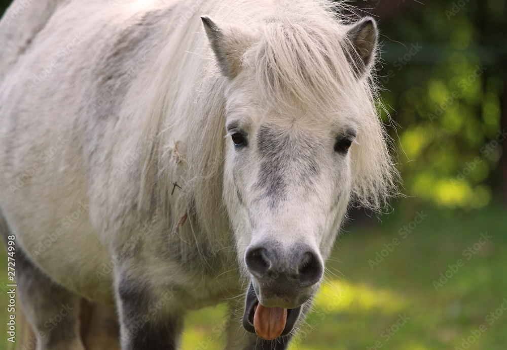 Obraz premium Gähnendes Pony