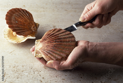 Ouvrir les coquilles saint-jacques  photo