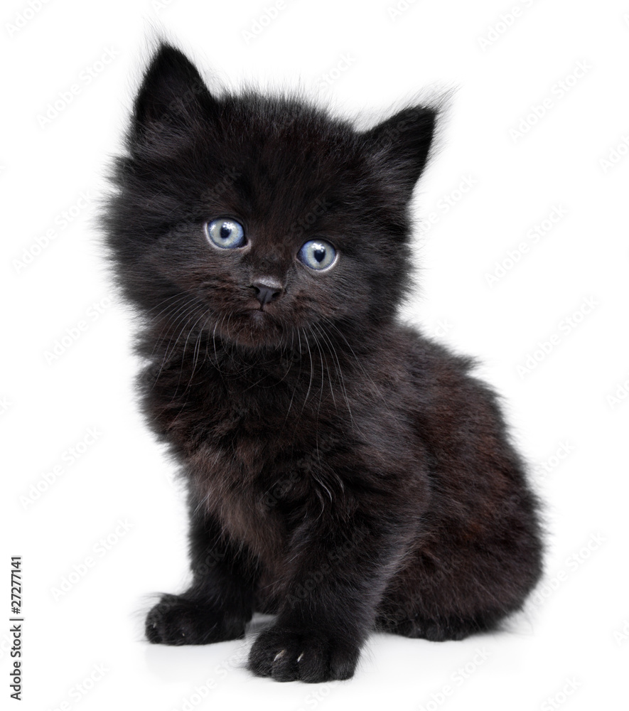 Tiny black kitten deals