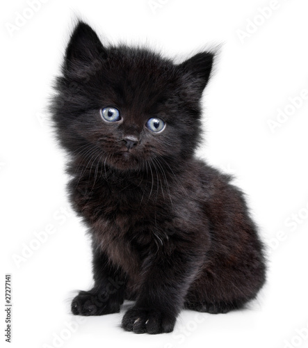 Fotografia Black little kitten sitting down, white background