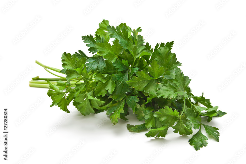 Sprig of parsley Isolated on white background Sprig of parsley Isolated on white background