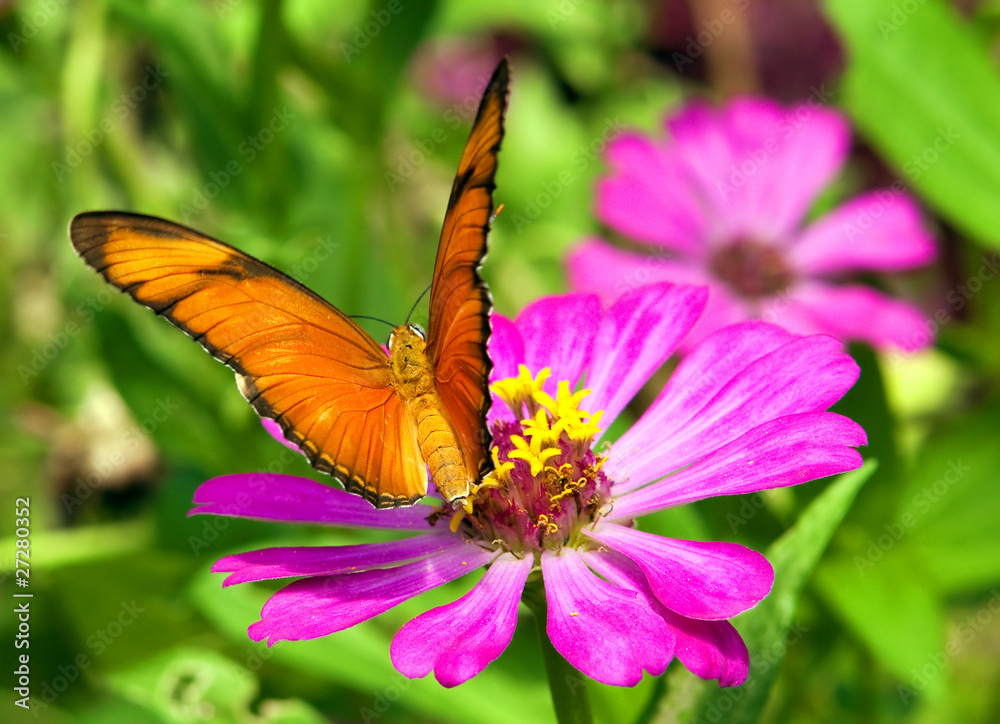 butterfly on flower butterfly on flower