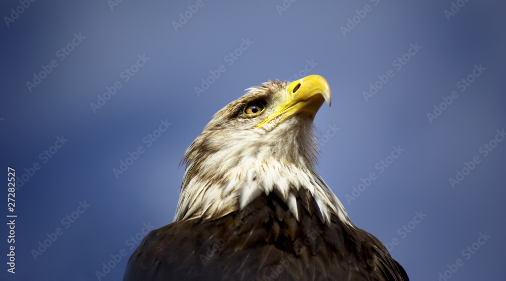 Weisskopfseeadler