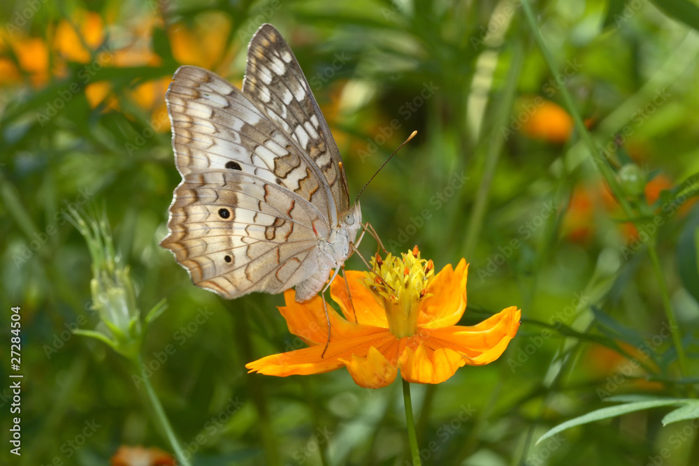 Fototapeta premium Anartia jatrophae linnaeus