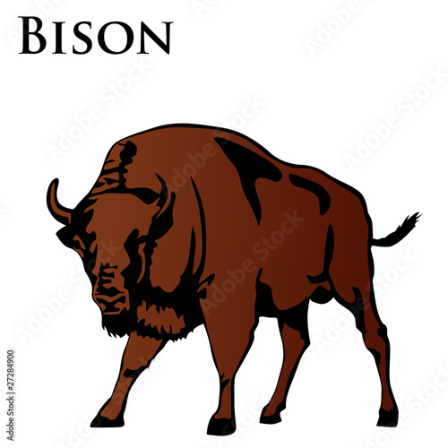 colored bison vector illustration