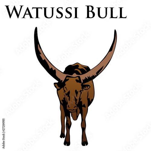 colored watussi vector illustration