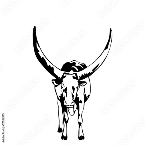black and white watussi vector illustration